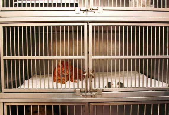 Tip pet sitter cat in boarding kennel 07