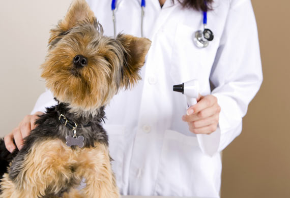 Tip pet sitter dog at veterinarian 02
