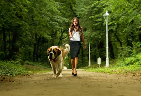 Tip pet sitter woman walking saint bernard 11