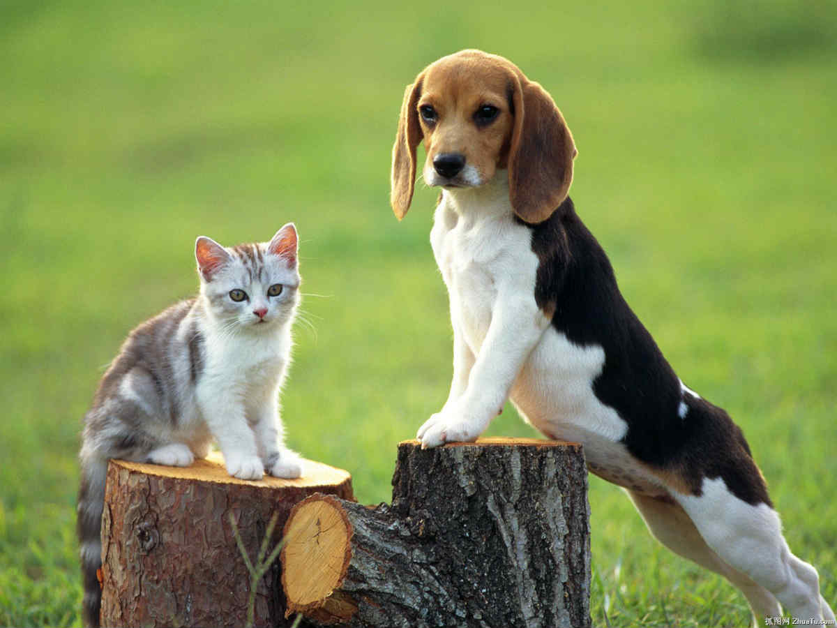Tips on how to make a cat and dog friends