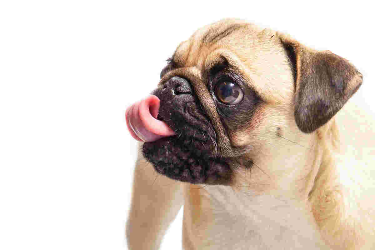dog licking