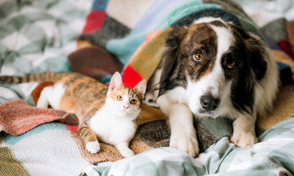 Cat and Dog Sitting On Bed Blanket Wrapped Cute