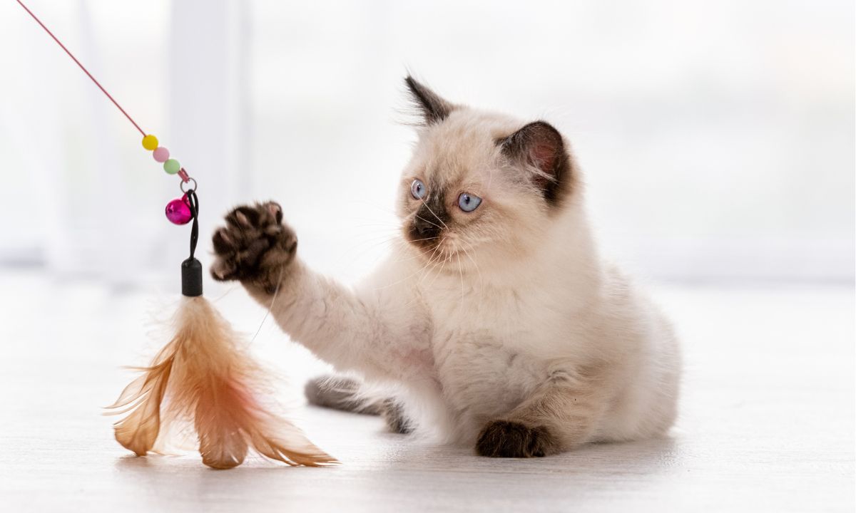 cute siamese cat kitten playing with feather toy
