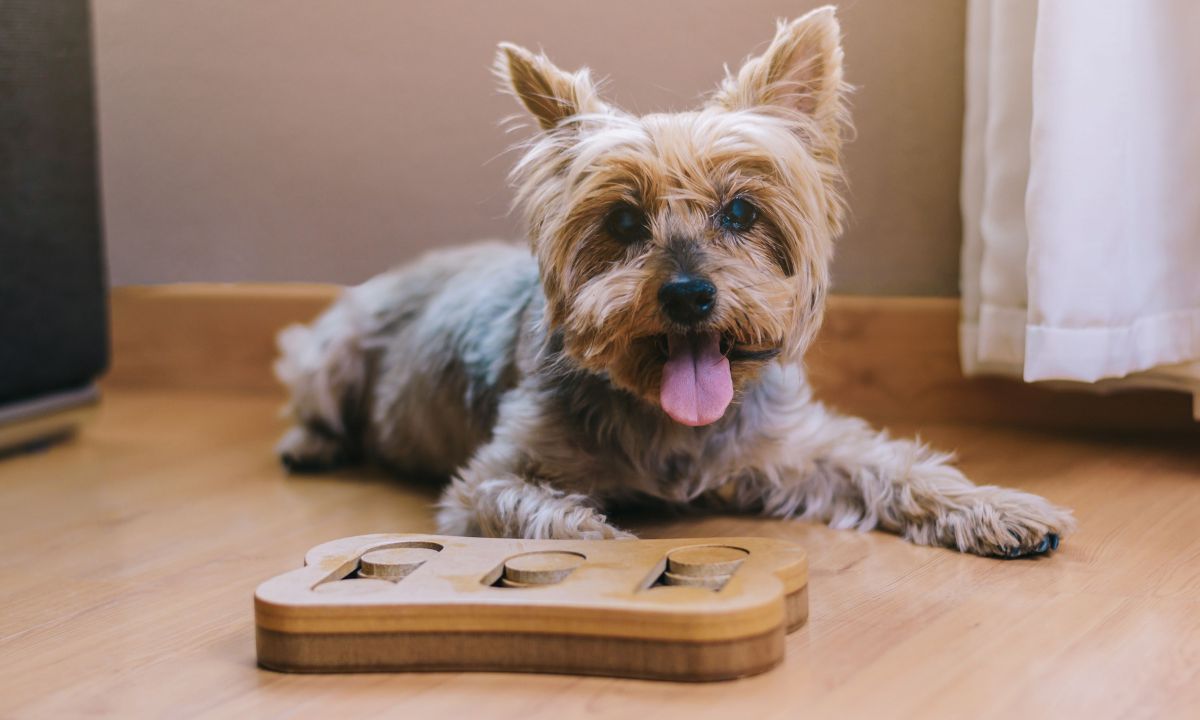 cute yorkie dog sitting with puzzle toy happy